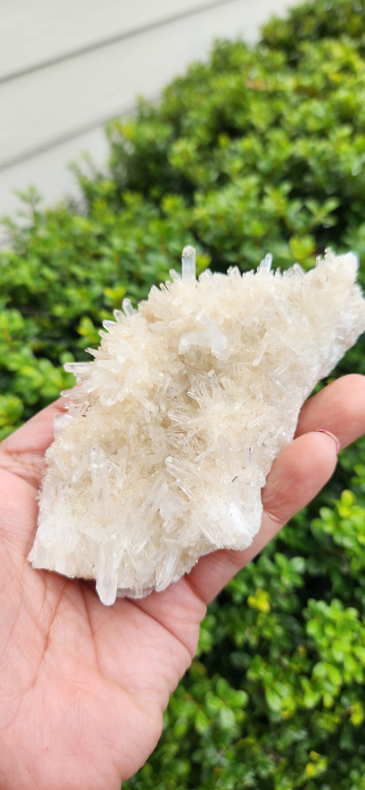 Lemurian cluster