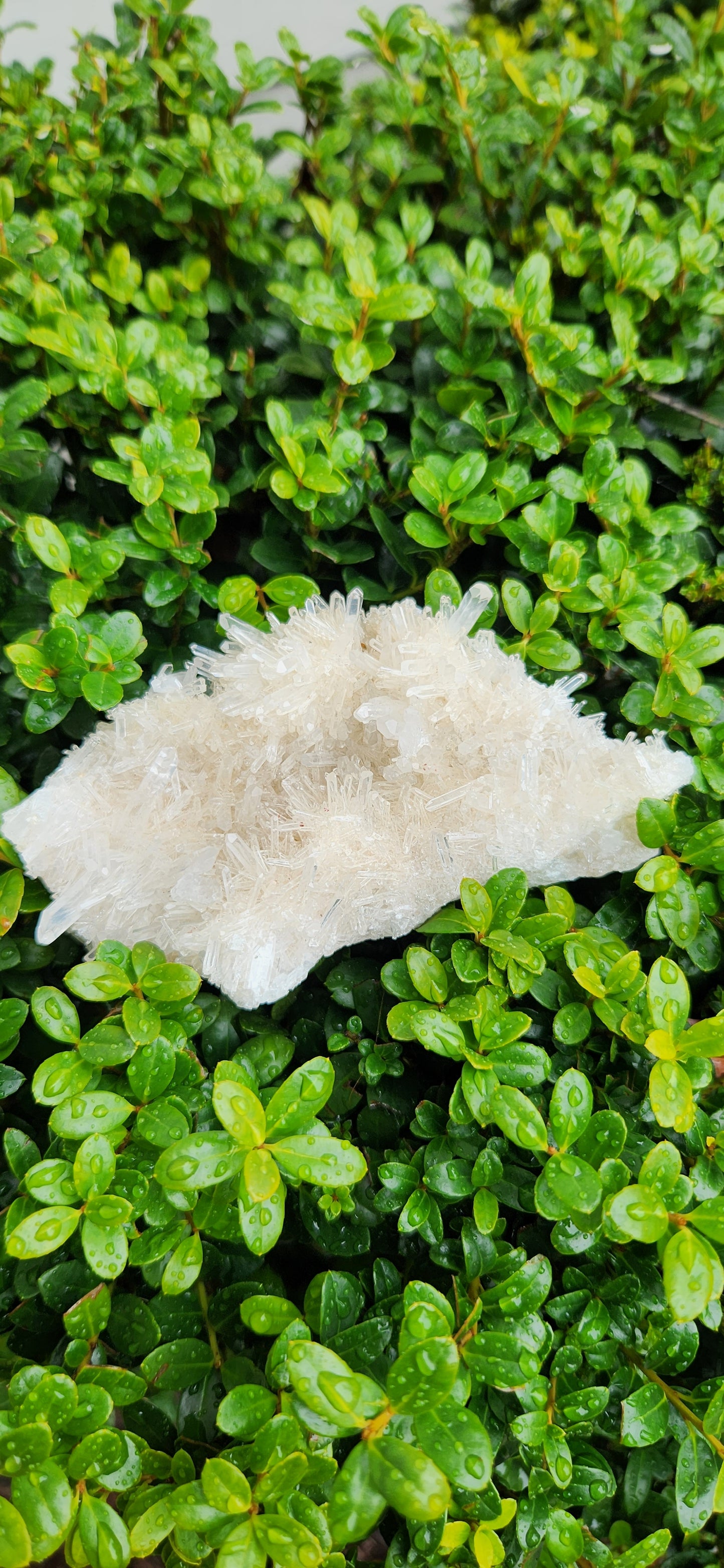 Lemurian cluster