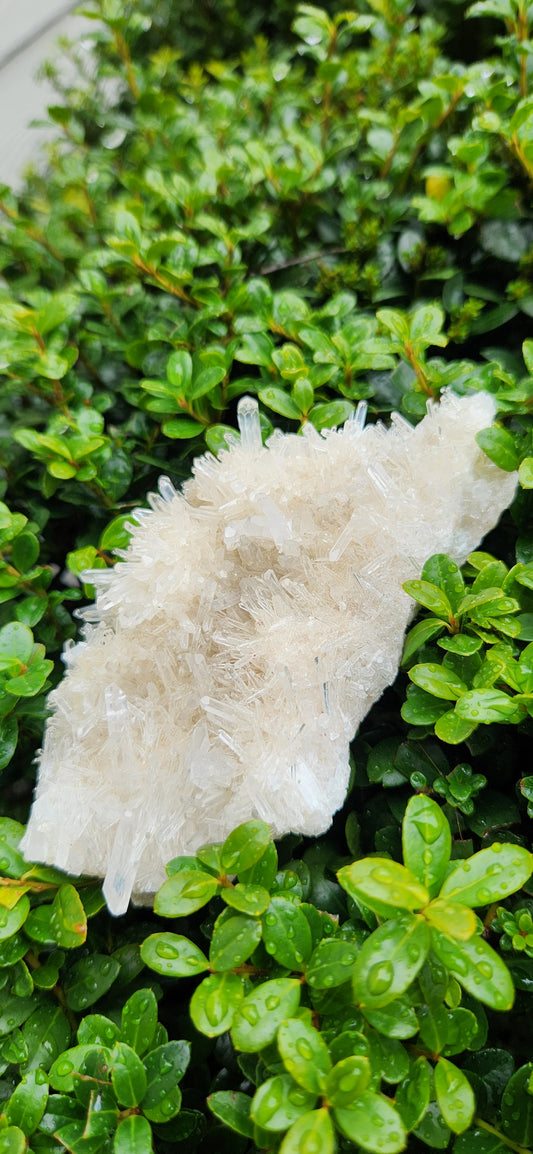 Lemurian cluster